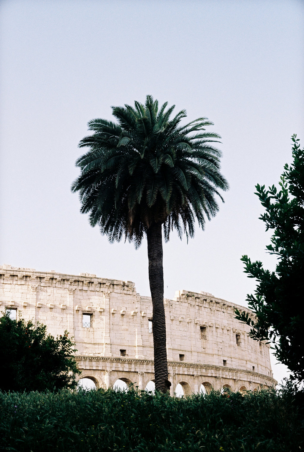 PALM